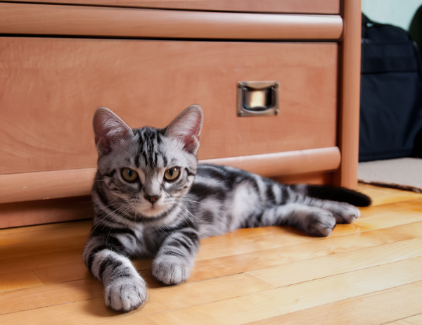 Cat laying in front of dresser