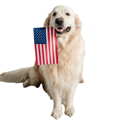 Golden Retriever with American Flag