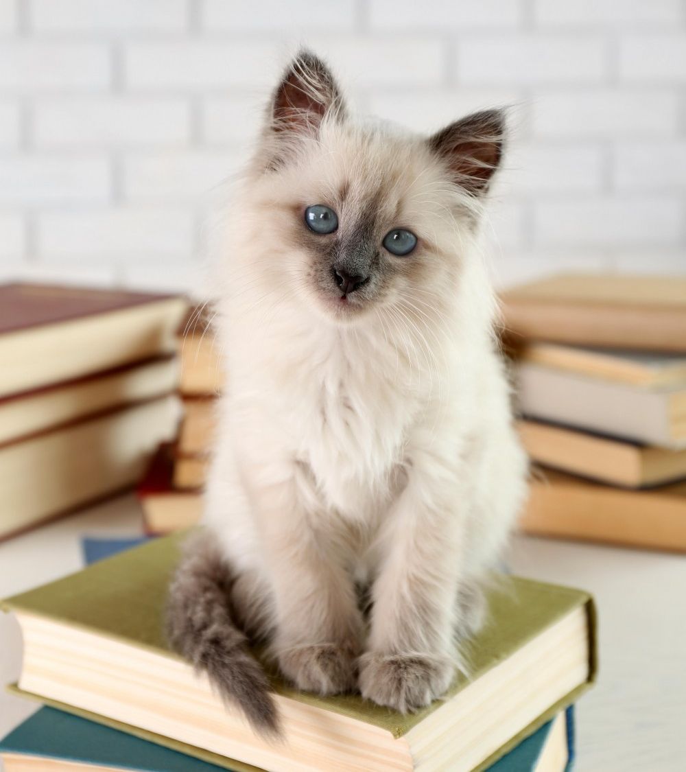 Kitten On Books