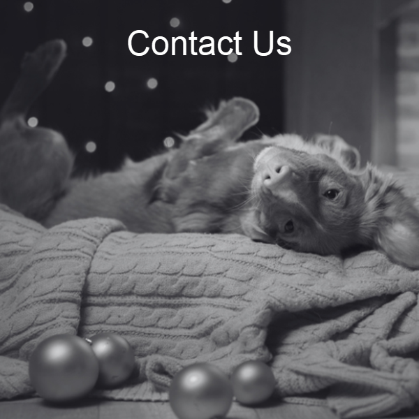 Dog on back- Contact us