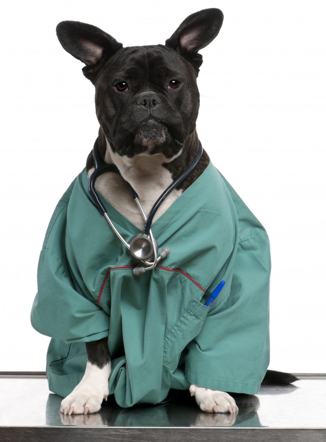 Dog in Dr coat Dog in Dr coat