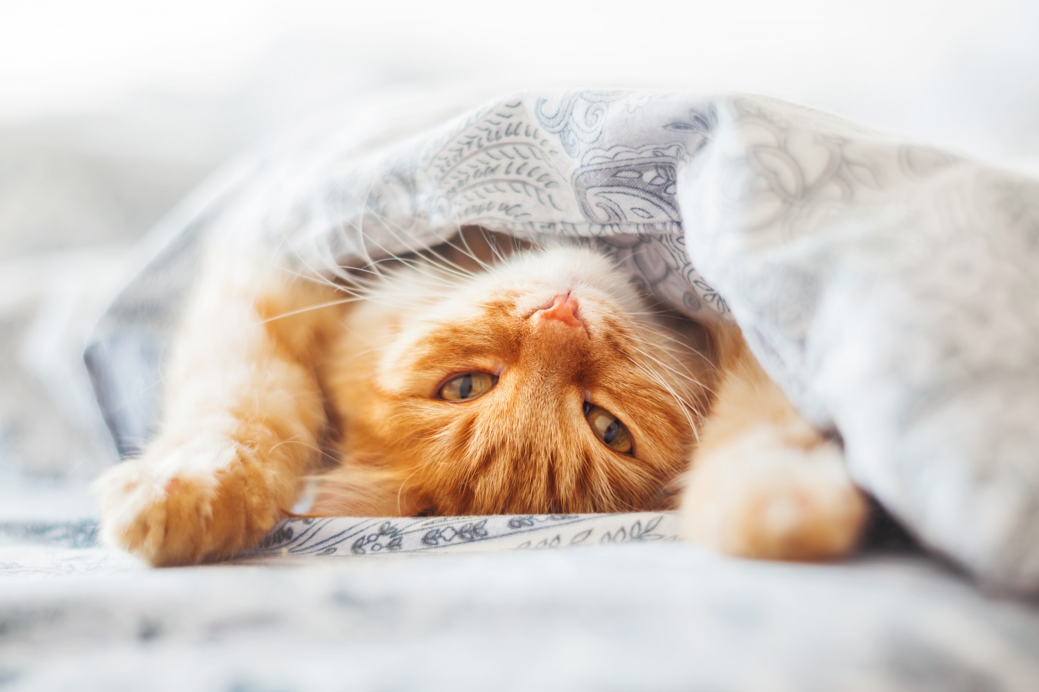 Cat under blanket