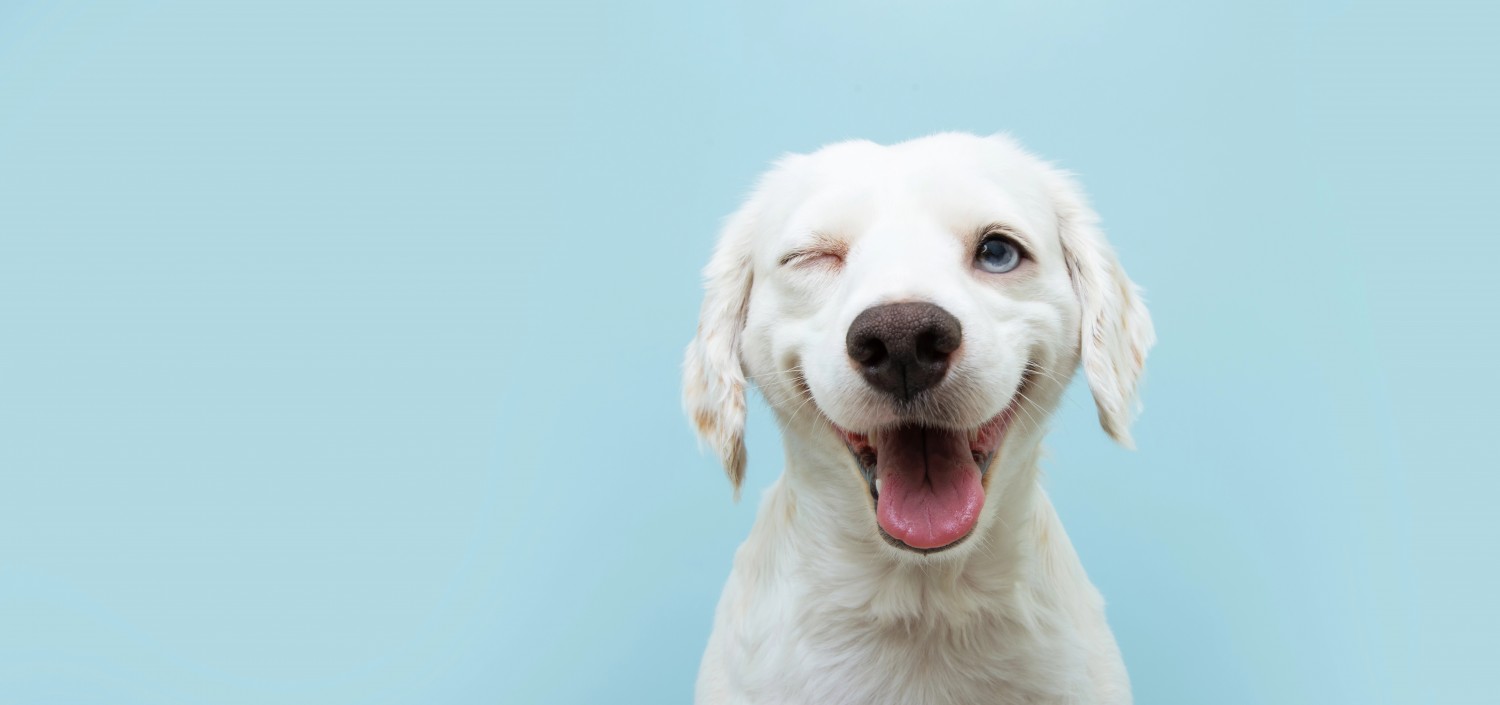 Winking Dog