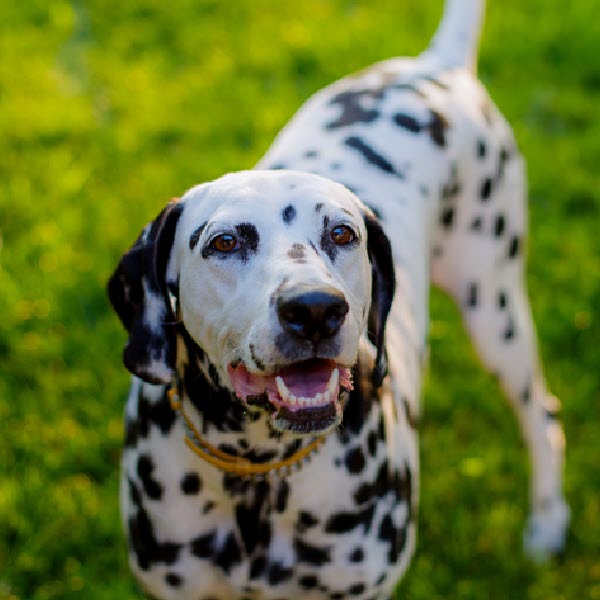 Dalmatian - Request Appointment