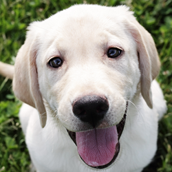 Yellow Lab - New Puppy Form