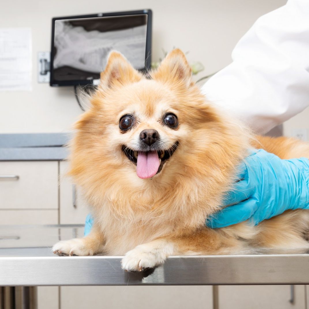 Pomeranian on exam table