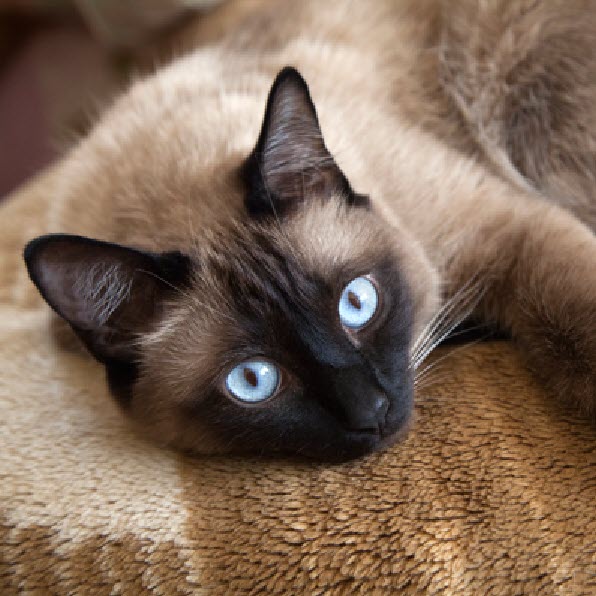 Siamese Siamese