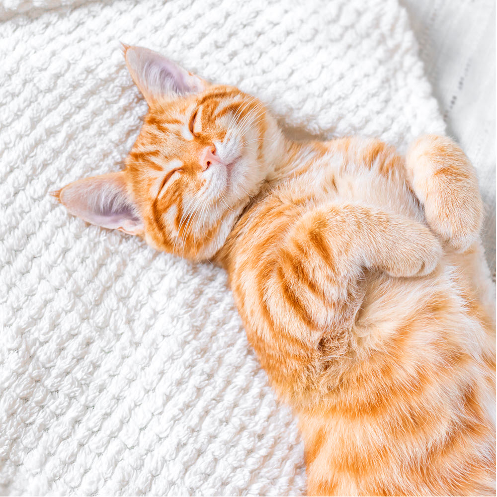 Orange Kitten - New Kitten Form