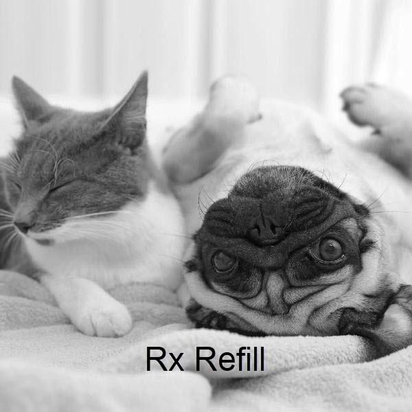 Pug and Cat upside down -  Rx Refill