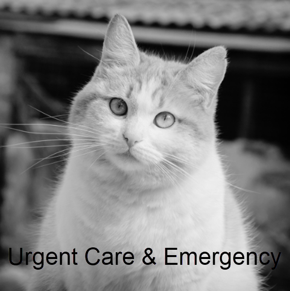 Tabby Cat - Pet Emergencies